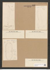 Nitzschia ocellata Cleve (de-Toni-Nr.: Genus 47, Species 2057) Zeichnungen Sammlung Grunow Nr. 4066 (NHMW-BOT-W0371902)
